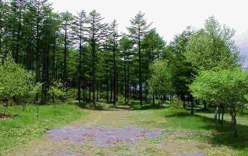 ���P��}���b�g�S���t��