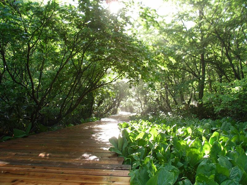 ���m�ԌQ���n