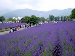 �͌��΂̔��؍����